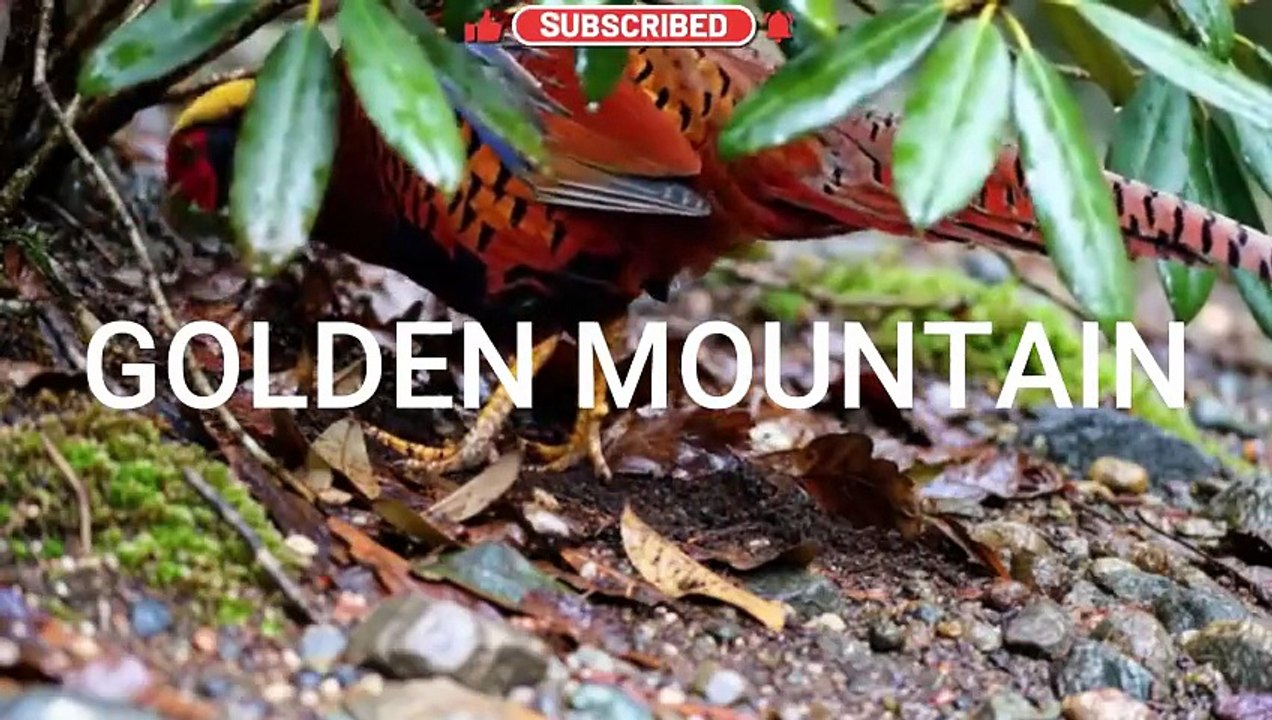 GOLDEN MOUNTAIN