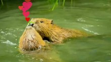 Beavers - master dam builders in nature