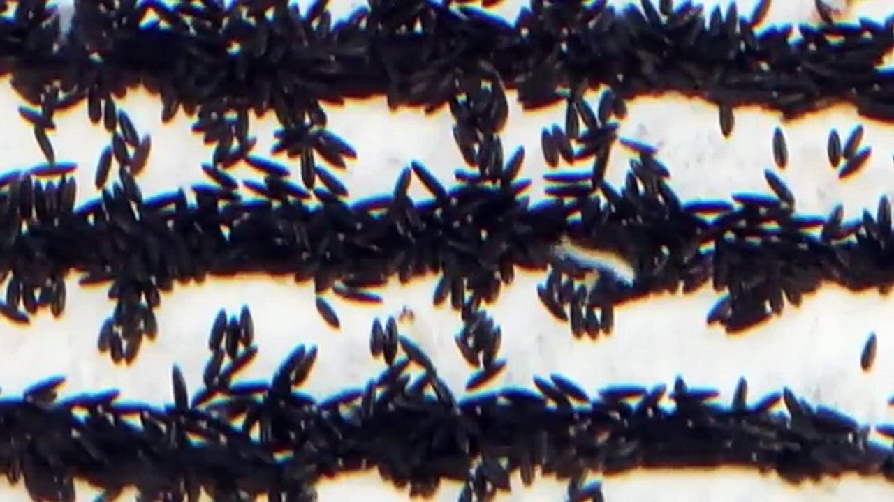 1,000 Mosquito Eggs → Flying Mosquitoes | Craziest Mosquito Experiment Ever”