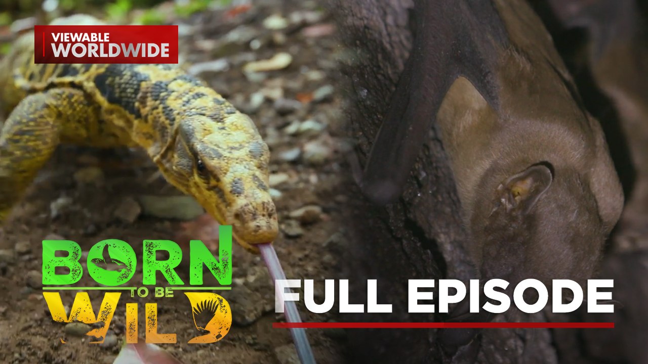 Gentle Yellow-Headed Water Monitor Lizard; Bats in a Classroom | Born To Be Wild (Full Episode)