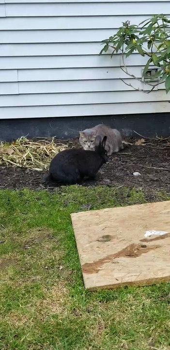 A rabbit, a cat, and a goose walk onto a farm... | #SparklegleamFarm #Bunny #Tooey #Cory #Lemongrab #farm #rabbit #farmanimals #catlovers #cute