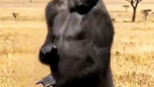 Dancing Gorilla in the Wild — Funniest AI Animation Ever! 😂🦍