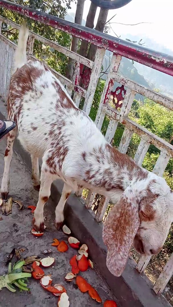 ⁣Goat