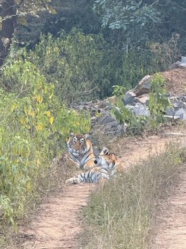 एक साथ दिखे तीन टाइगर, ट्रैक पर बैठी बाघिन और शावक; पर्यटक हुए रोमांचित