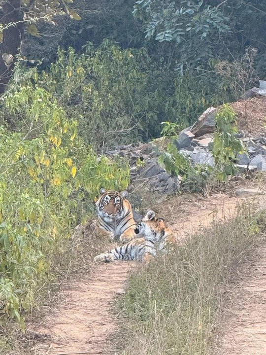 एक साथ दिखे तीन टाइगर, ट्रैक पर बैठी बाघिन और श...