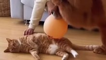 Cats & Dogs Funny moments ever 🤣😂