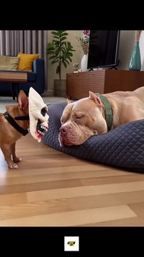 Tiny Chihuahua Thinks He’s the Boss of a Big Puppy 😂🐕 | Funny Dog Reels #funnydogs #dogvideos #petvideos #animalvideos #cutedogs #funnypets