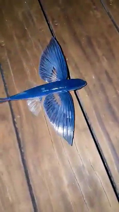 VIRAL: Craig David's Flying Fish Rescue Video Ends Shockingly,