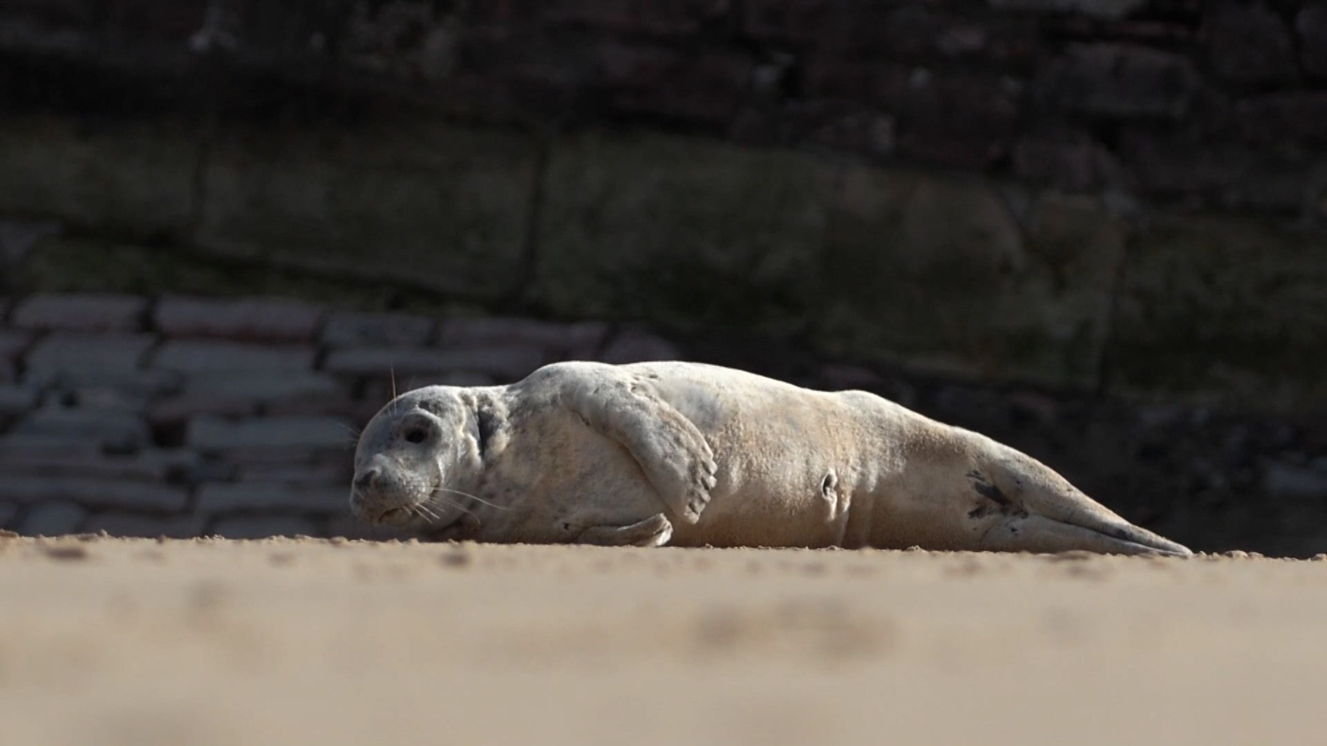 La playa de La Concha, en pleno coraz�n de San Sebasti�n, se ha convertido este viernes en el escenario de un acontecimiento natural que ha cautivado a locales y visitantes. Un ejemplar juvenil de foca gris ha elegido el ic�nico arenal donostiarra para realizar una parada t�cnica en su traves�a por el Cant�brico, activando de inmediato un protocolo de seguridad y vigilancia para garantizar el bienestar del animal.
Aunque las primeras se�ales de su presencia se detectaron la noche del jueves mientras nadaba en las aguas de la bah�a, no fue hasta la ma�ana de este viernes cuando la foca decidi� salir a descansar a la arena. La imagen del animal recostado llam� r�pidamente la atenci�n de quienes transitaban por el paseo mar�timo, lo que oblig� a los operarios del servicio de Medio Ambiente de la Diputaci�n de Gipuzkoa a intervenir.
Siguiendo el protocolo habitual para animales varados, se enviaron im�genes del ejemplar a la Estaci�n Marina de Plentzia (PIE) de la Universidad del Pa�s Vasco. Los expertos de este centro han confirmado que la joven foca se encuentra en buen estado de salud y que su comportamiento responde a una pauta natural de descanso. Seg�n Denis Benito, investigador de la PIE y coordinador de la red de varamientos de Euskadi Sareus, en esta �poca del a�o es habitual que estos animales se desplacen hacia el sur desde latitudes como Francia o el Reino Unido.
Dada la gran afluencia de personas que se acercaron a contemplar a la cr�a, agentes de la Ertzaintza y de la Guardia Municipal han custodiado el lugar en todo momento. El objetivo principal de este despliegue es doble: proteger al animal de posibles da�os y evitar que los ciudadanos se acerquen demasiado para que no puedan "incordiarlo o agobiarlo", evitando tambi�n el riesgo de que la foca pueda morder a alguien por estr�s.
Los expertos insisten en que el animal, que todav�a luce manchas blancas caracter�sticas de su etapa juvenil, simplemente est� buscando refugio frente a las condiciones del mar. Benito ha subrayado que, para descansar de los temporales, estos mam�feros marinos suelen aproximarse a la costa, por lo que el ejemplar est� siguiendo "una rutina normal" y, tras la evaluaci�n inicial, "no parece que haya que preocuparse" por su situaci�n.
Las autoridades y los guardas forales de Medio Ambiente permanecen en alerta para supervisar que el animal pueda regresar al agua por sus propios medios una vez que suba la marea. Se espera que, tras recuperar fuerzas en la arena de La Concha, la foca retome su camino de vuelta al mar de forma aut�noma. Mientras tanto, el seguimiento continuar� activo por si surgiera cualquier incidencia que requiriera una intervenci�n directa de los especialistas en fauna marina.
