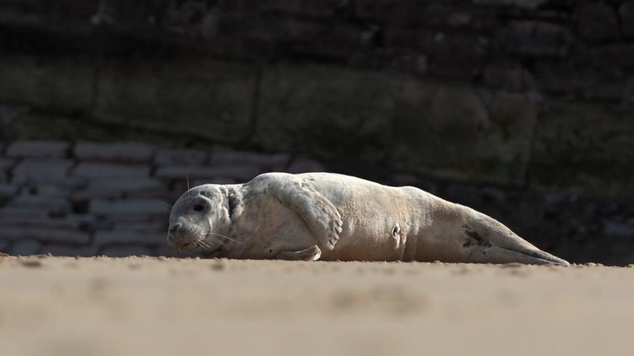 Una cría de foca gris aparece en la playa de La Concha de San Sebastián