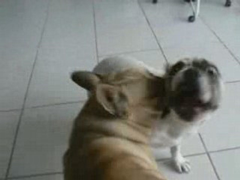 Combat de bouledogue