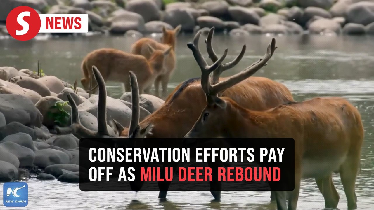 Milu deer make a comeback at Poyang Lake