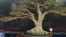 Bonsai anting putri legend dikelas bintang