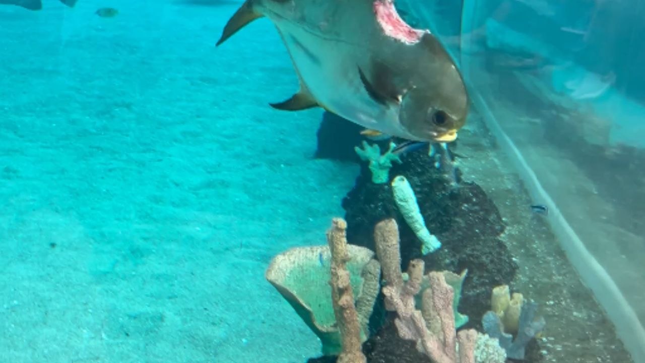 Fish survives after being bitten and keeps swimming through water