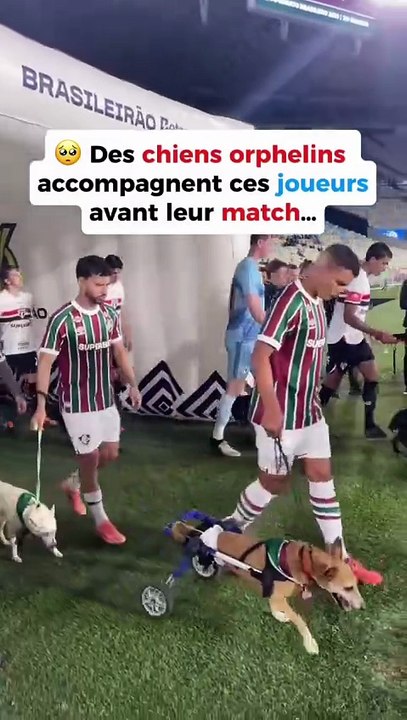 Parce qu’adopter, c’est sauver une vie 💚Soutenons nos refuges 💪