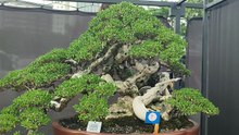 Bonsai santigi terbaik