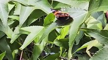 Nature's Hidden Gem: A Stunning Red Admiral Up Close