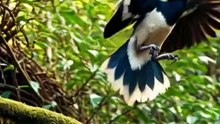 The World's Strangest Prison: Why This Bird Locks His Wife Inside! 🦜🚫