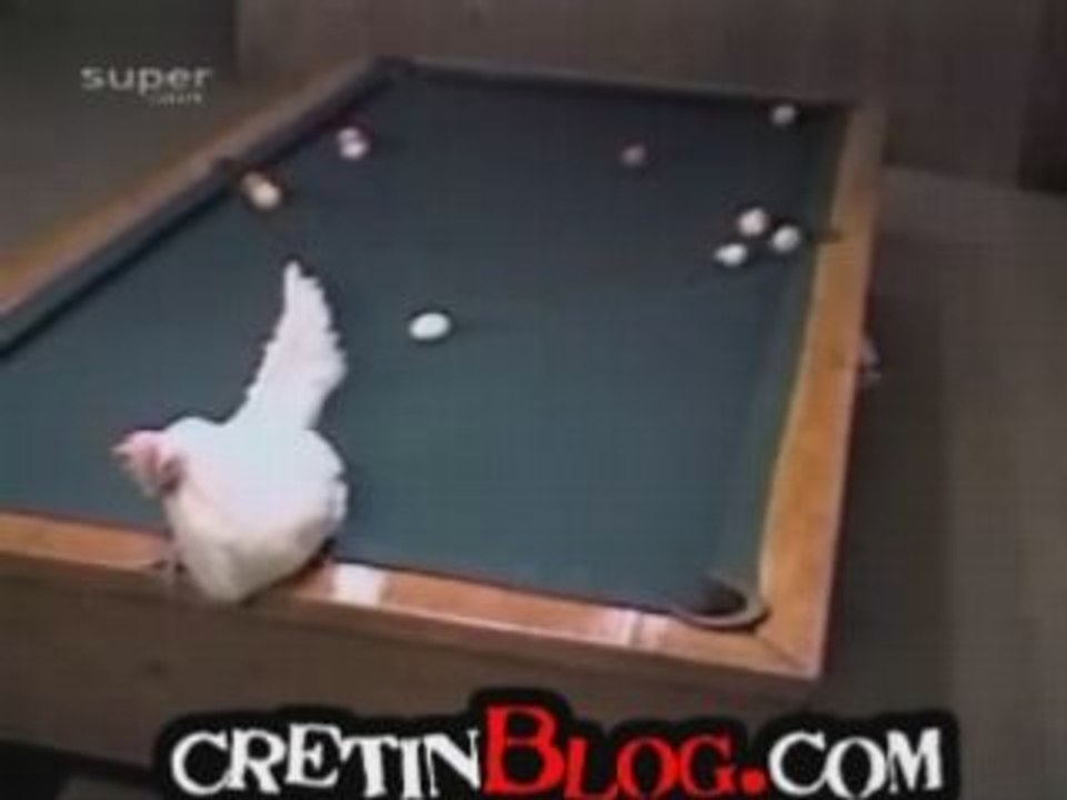 Une poule qui joue au billard !