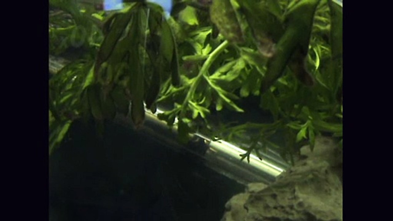 labyrinth fishis
