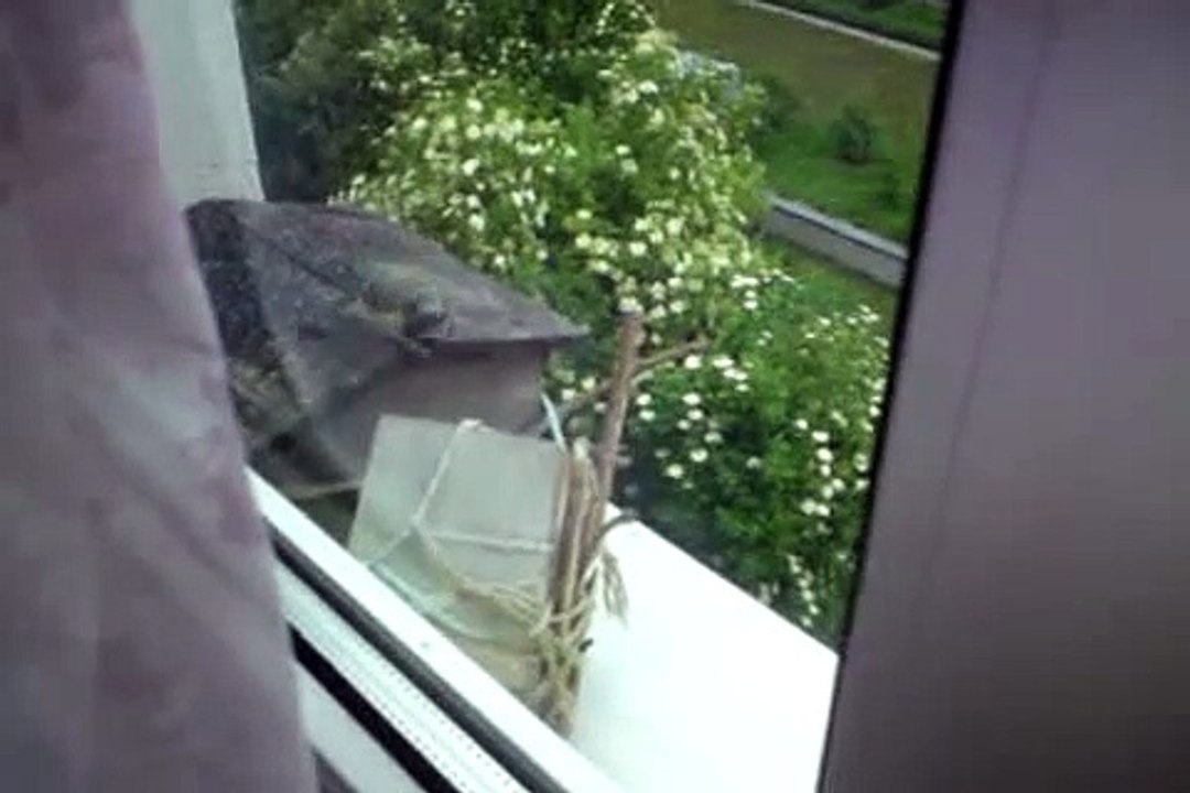 kohlmeisen tit bird feeder