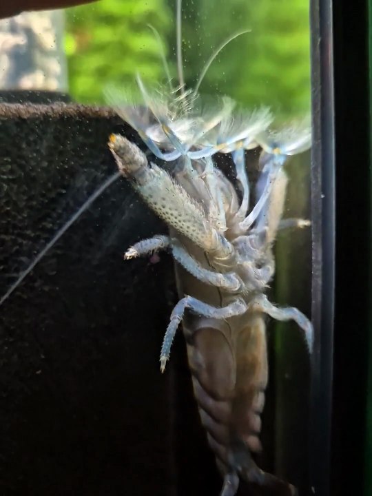 This vampire shrimp likes to sit in the corner of the tank 🧛🦇