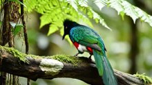 RAINFOREST BIRDS