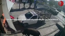 Niña de 5 años resulta herida tras ataque de toro suelto en Querétaro