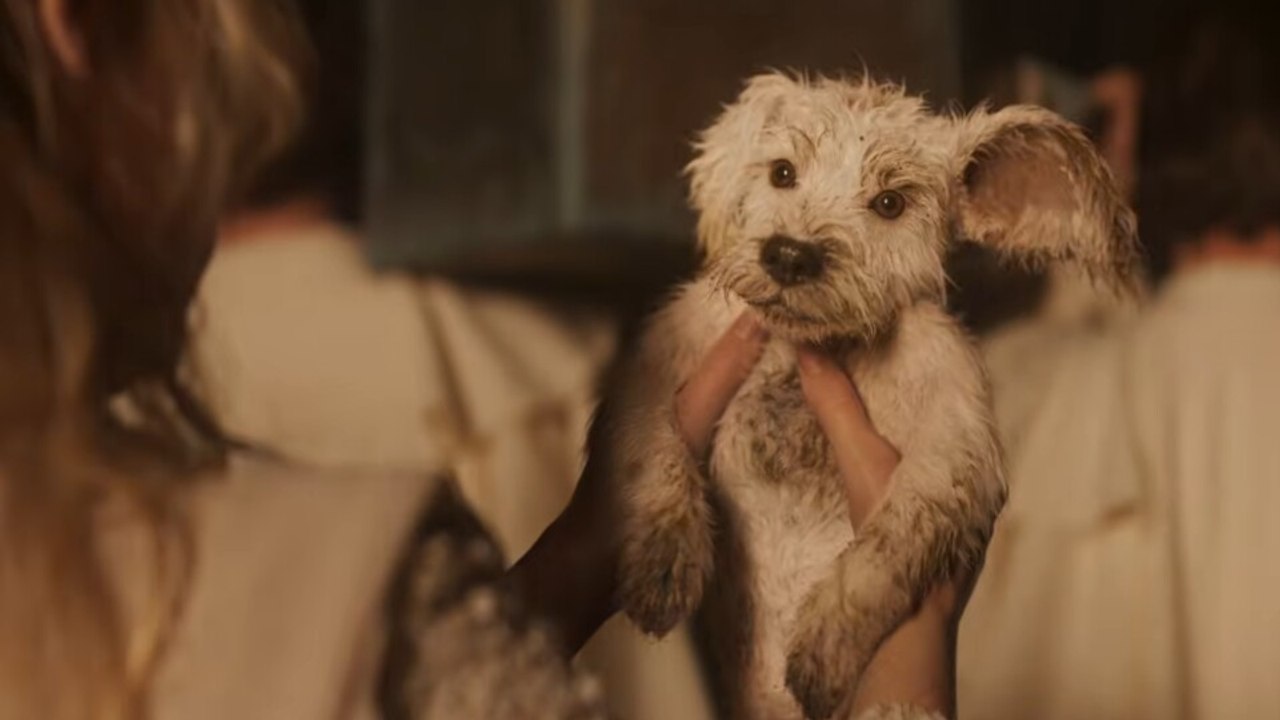 »Das wird der Hammer!« - Der neue Supergirl-Trailer begeistert Fans mit einem zotteligen Baby-Krypto und einer coolen Superman-Anspielung