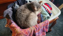 This clean laundry has been blessed by Cory. | #SparklegleamFarm #Cory #homestead #cat #catlovers #cute