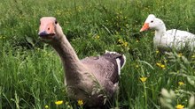 Even poor Tooey isn't immune to the curse of the Implacably Stalking Goose. | #SparklegleamFarm #Lemongrab #Tooey #homestead #goose #farmanimals #UNACCEPTABLE #cute