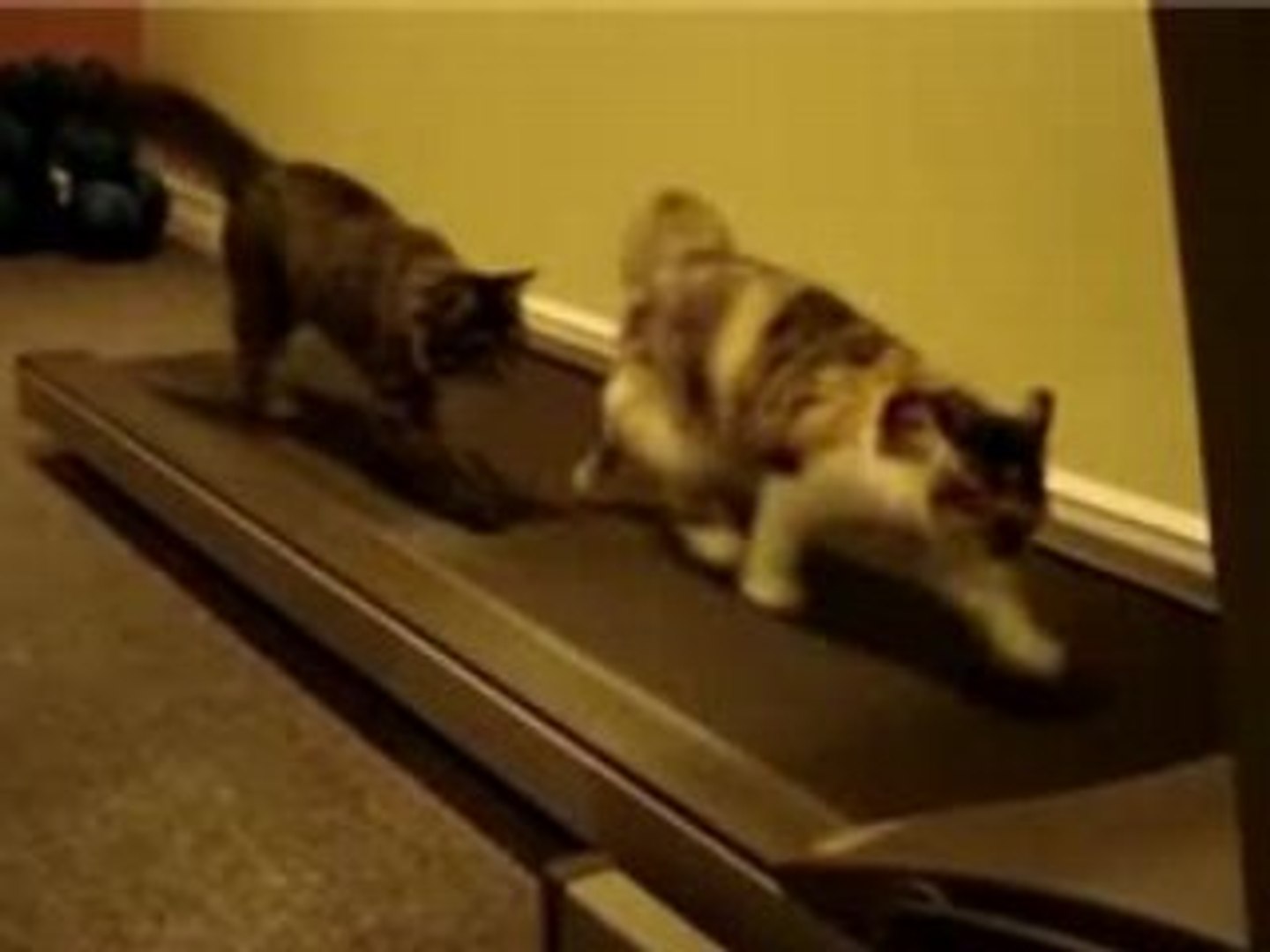 Chat Sportifs Video Dailymotion