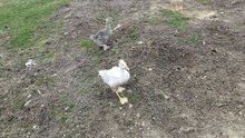 That time Lemongrab and Tooey ignored The Ginger getting swallowed by the pond. | #SparklegleamFarm #TheGinger #Tooey #Lemongrab #farm #geese #farmanimals #soft #cute