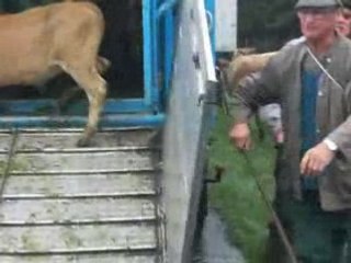 débarquement de veaux