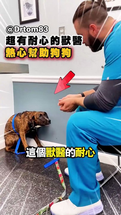 獸醫的耐心讓狗狗卸下防備