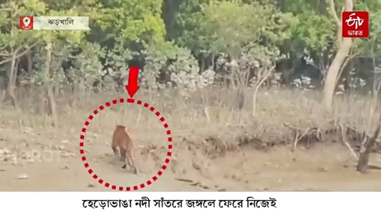 জাল ছিঁড়ে নিজেই জঙ্গলে ফিরল বাঘ, 3 দিনের আতঙ্ক শেষে স্বস্তি ঝড়খালিতে