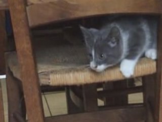 Vidéo des chatons qui s'amusent à deux mois environ