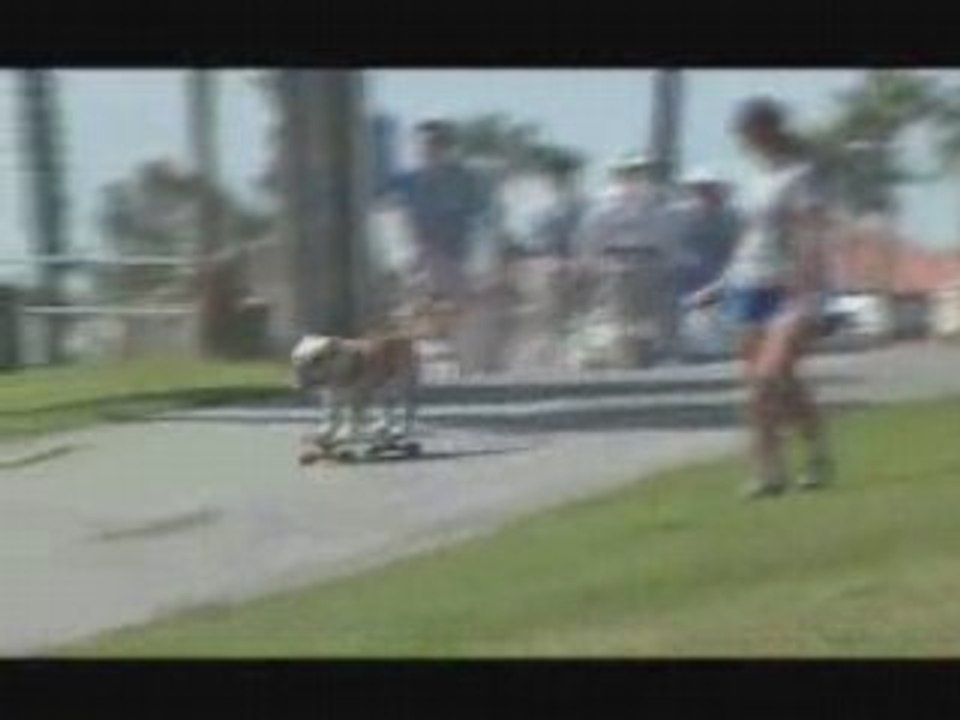 Bulldog skateboard