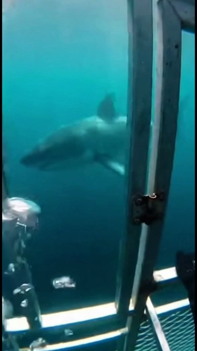 Something your heart needs more time to accept what your mind already knows The River Monster: Kayak Ambush15 seconds00:1000:00time_stamp00:051100:15Panic at the Enclosure: The FallThe Midnight Visitor: Tent Breach