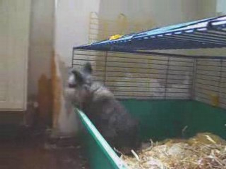 Bunnies bunnies bunnies