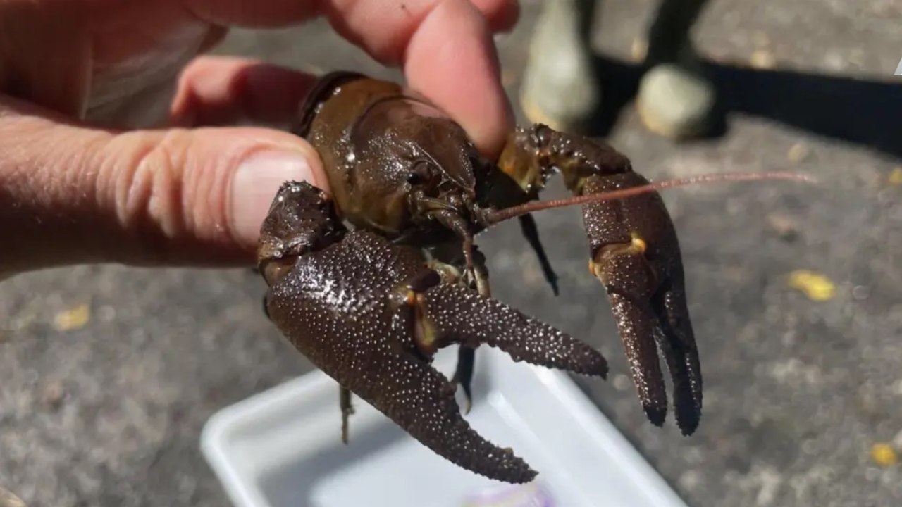 Northumberland Crayfish Population Shows Signs of Recovery After Mass Deaths