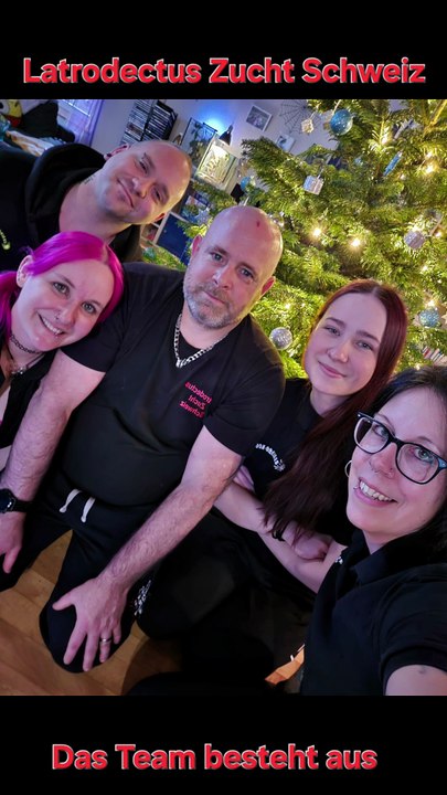 Latrodectus Zucht Schweiz