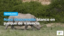 Nace rinoceronte blanco en parque de Valencia
