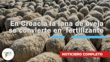 En Croacia la lana de oveja se convierte en fertilizante | 836 | 09 al 15 de febrero 2026