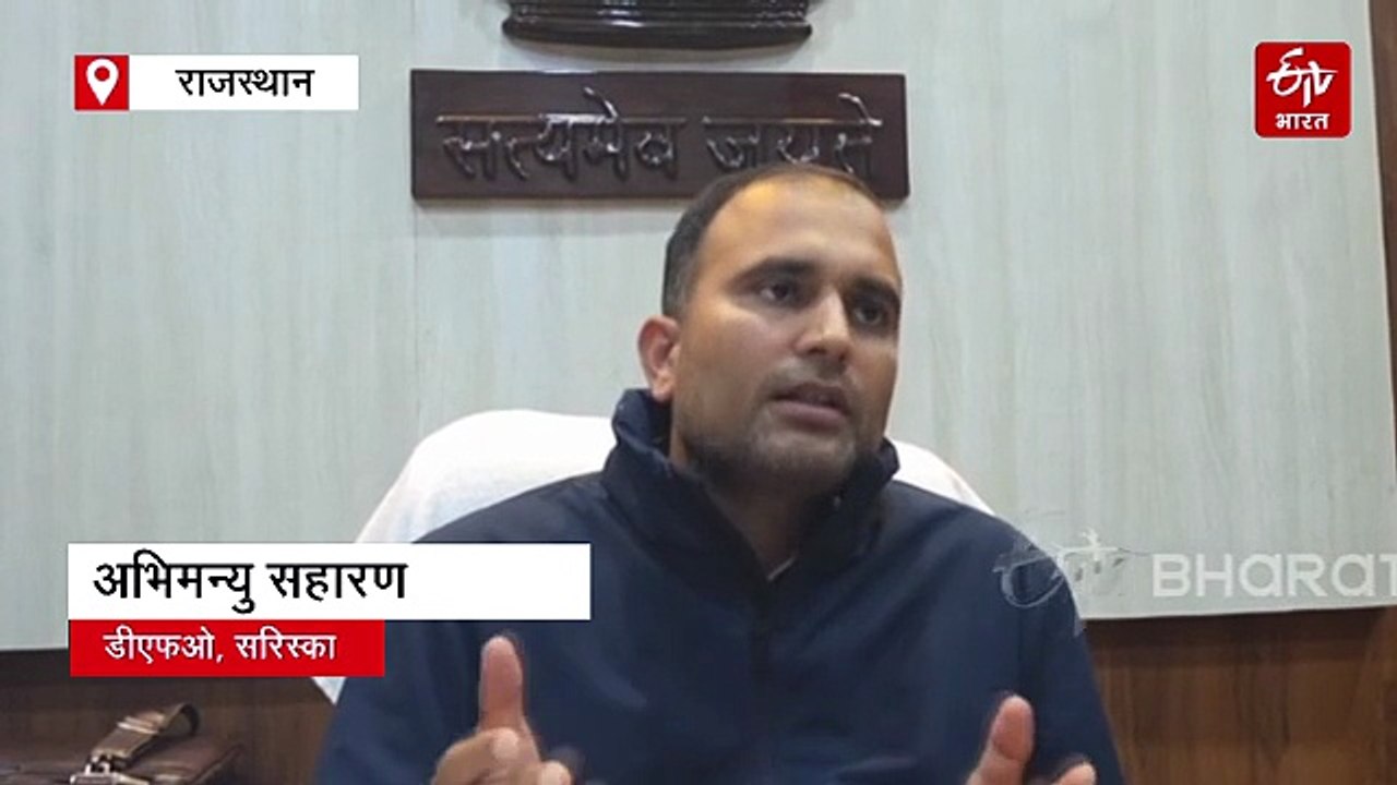 बाघ-विहीन से हाफ सेंचुरी तक: सरिस्का में पर्यटकों को रोमांचक अनुभव, एक ही दिन में 4-5 टाइगर की साइटिंग