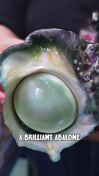 Why This Shell Must Be Opened in a Blink of an EyeWhy