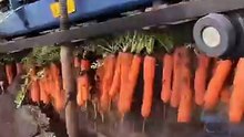 How vegetables are harvested on an industrial scale Now you know! 😉