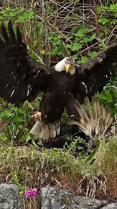 🔥Eagle Realizes It Made a Mistake 🔥