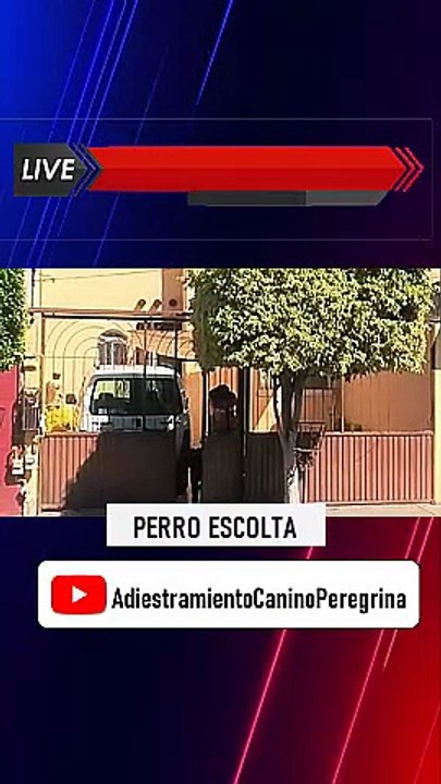 reel_perro_escolta