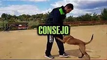 Errores al entrenar un Pastor Belga Malinois